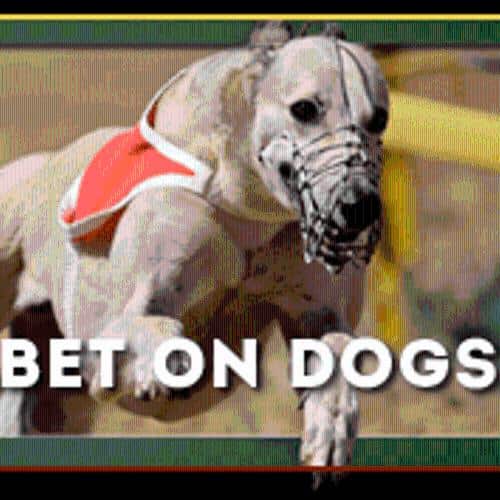 Bet on Dogs